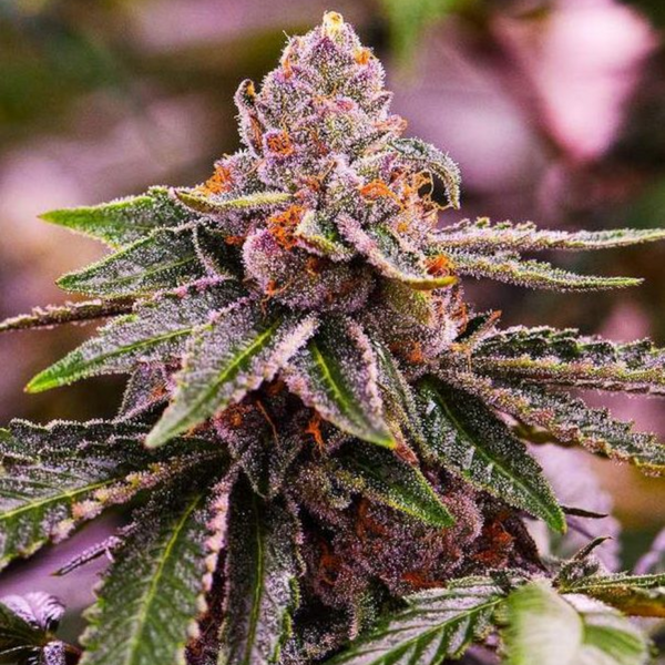 gsc clone