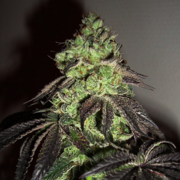 girl scout