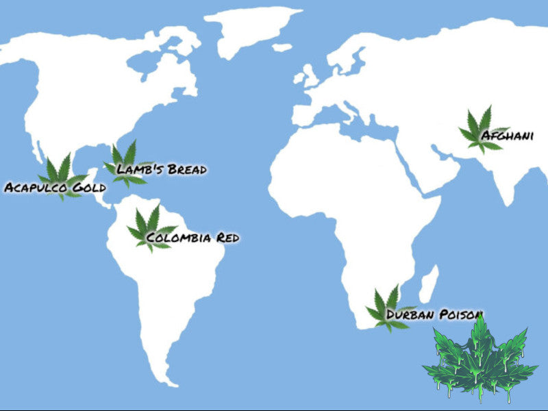5) C’est quoi une génétique de cannabis landrace? Liste Landraces par pays