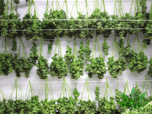 How to dry your cannabis