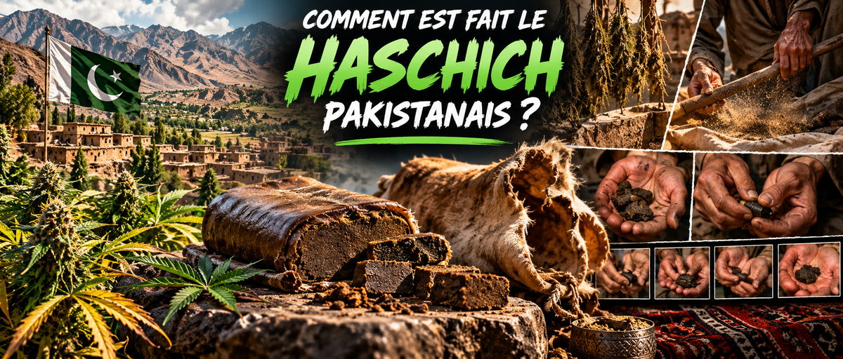 Comment est fait le haschich Pakistanais?