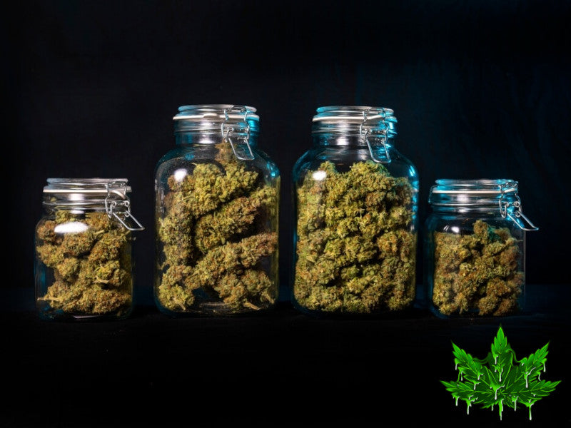 Curing Cannabis