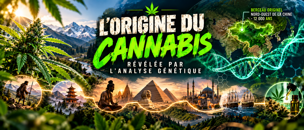 L'Origine du Cannabis Révélée par l'Analyse Génétique