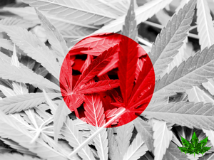 The True Story of Cannabis in Japan