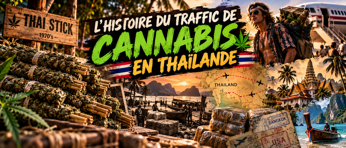 L'histoire du traffic de cannabis en Thailand