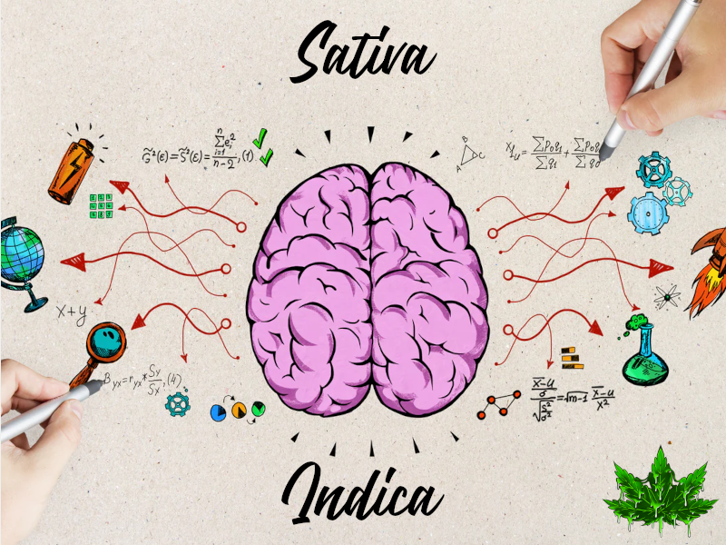 sativa ou indica