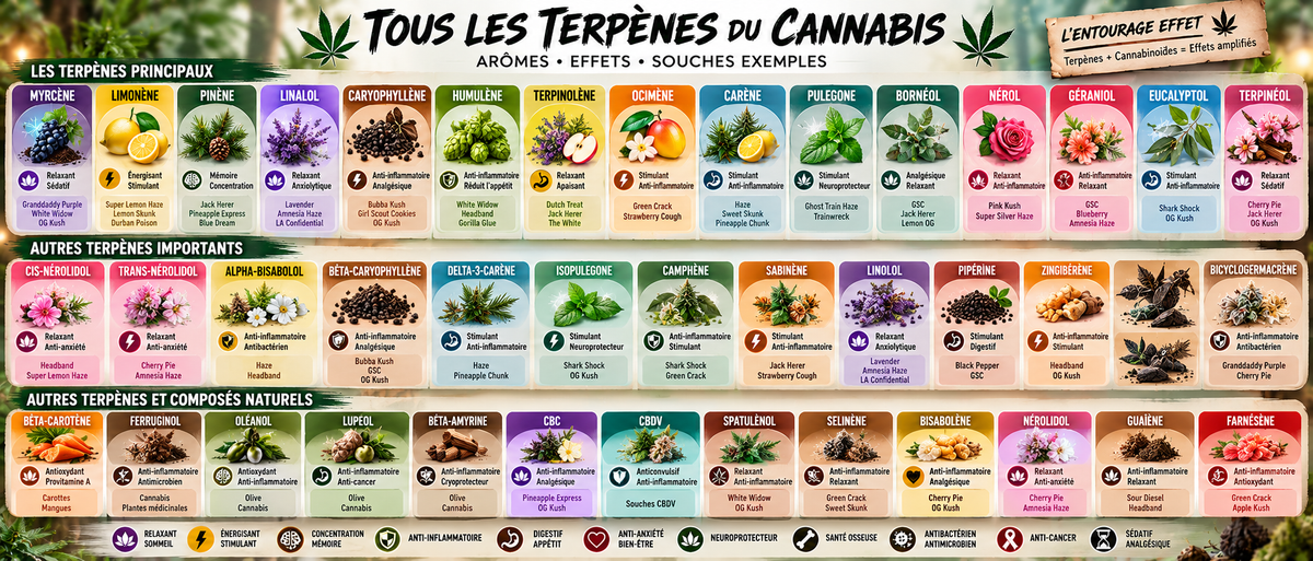 Liste De Tous Les Terps