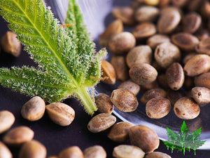 Meilleures seed bank