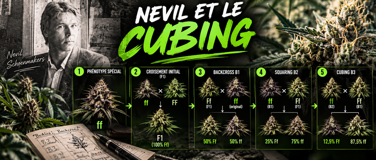 Nevil et le cubing (version simple du backcrossing)