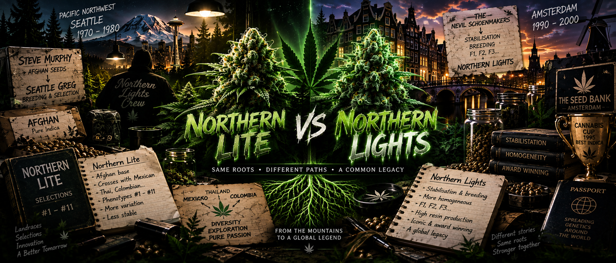 Northen lite vs Northen light