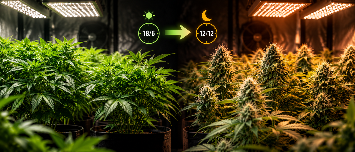 Quand passer son cannabis en floraison