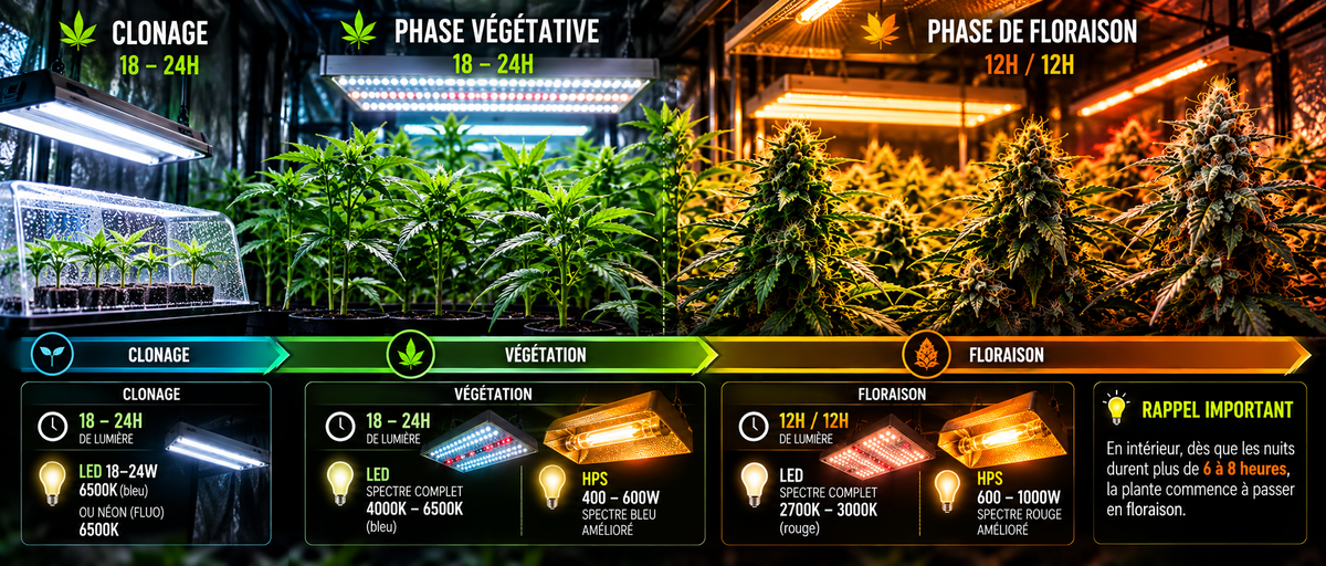 Quelle lumière le cannabis à besoin?