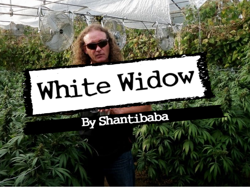 The origin of White Widow: by Shantibaba