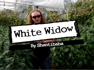 The origin of White Widow: by Shantibaba