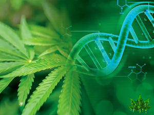 The Origin of Cannabis Revealed by Genetic Analysis