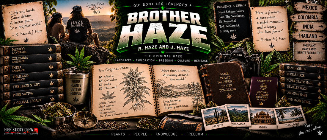 Brother Haze R. Haze and J. Haze : Original Haze Breeder