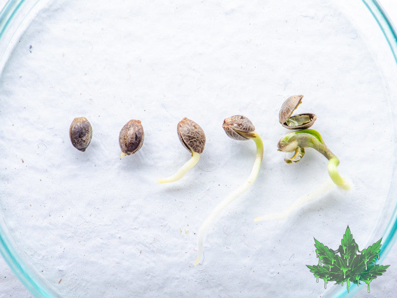 Comment faire germer ces graines de cannabis?