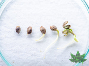 Comment faire germer ces graines de cannabis?