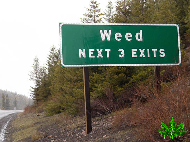 On the trail of Cannabis
