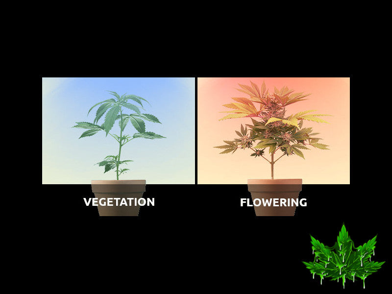 Quelle lumière le cannabis à besoin?