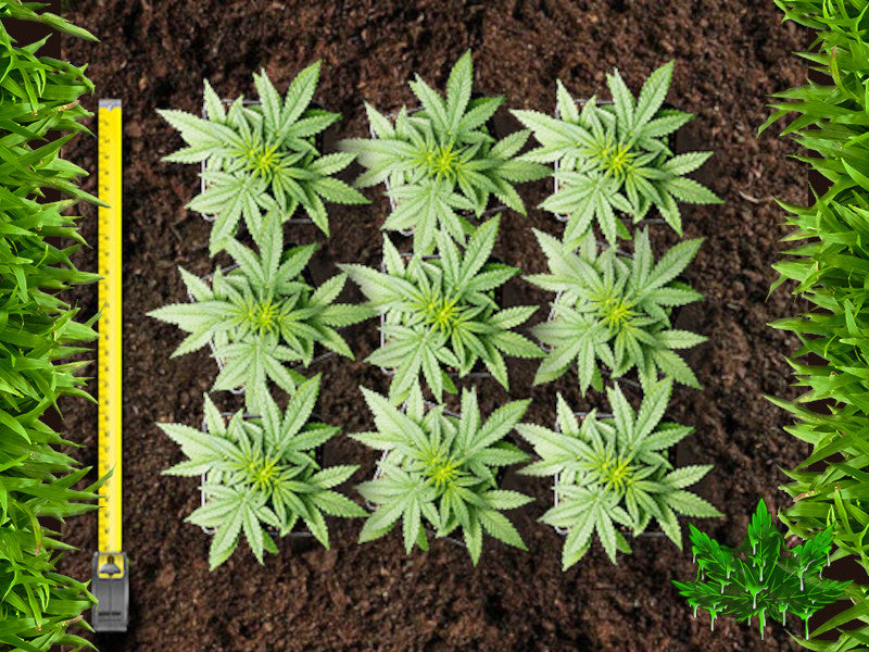 Combien de plante de cannabis par mètre carré?