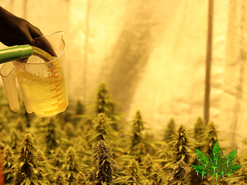 Comment arroser son cannabis à la main?