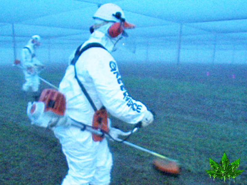 Greenpeace and the Agricultural Policy of GMO Wheat