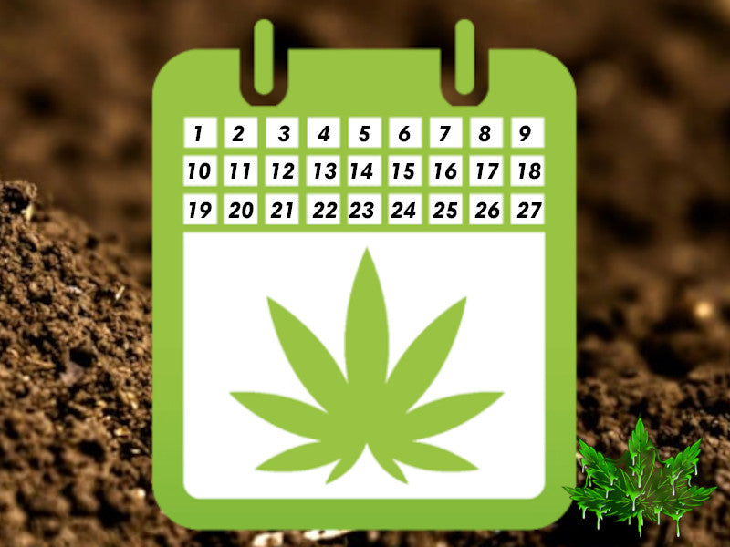 Quand passer son cannabis en floraison