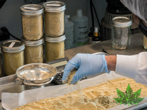 Comment conserver son hash - High Sticky Crew : Master CBD suisse