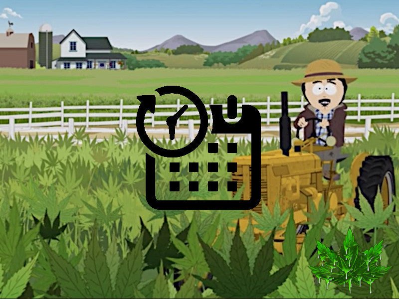 Quand est-ce que le cannabis extérieur passe en floraison