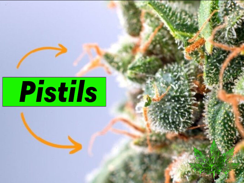 Quand récolter cannabis sans loupe à l’oeil nu