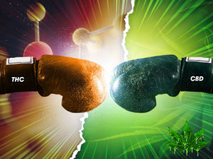 THC vs CBD