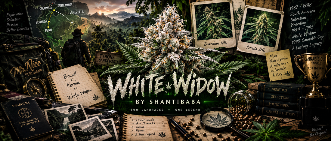 L'origine de White Widow : par Shantibaba