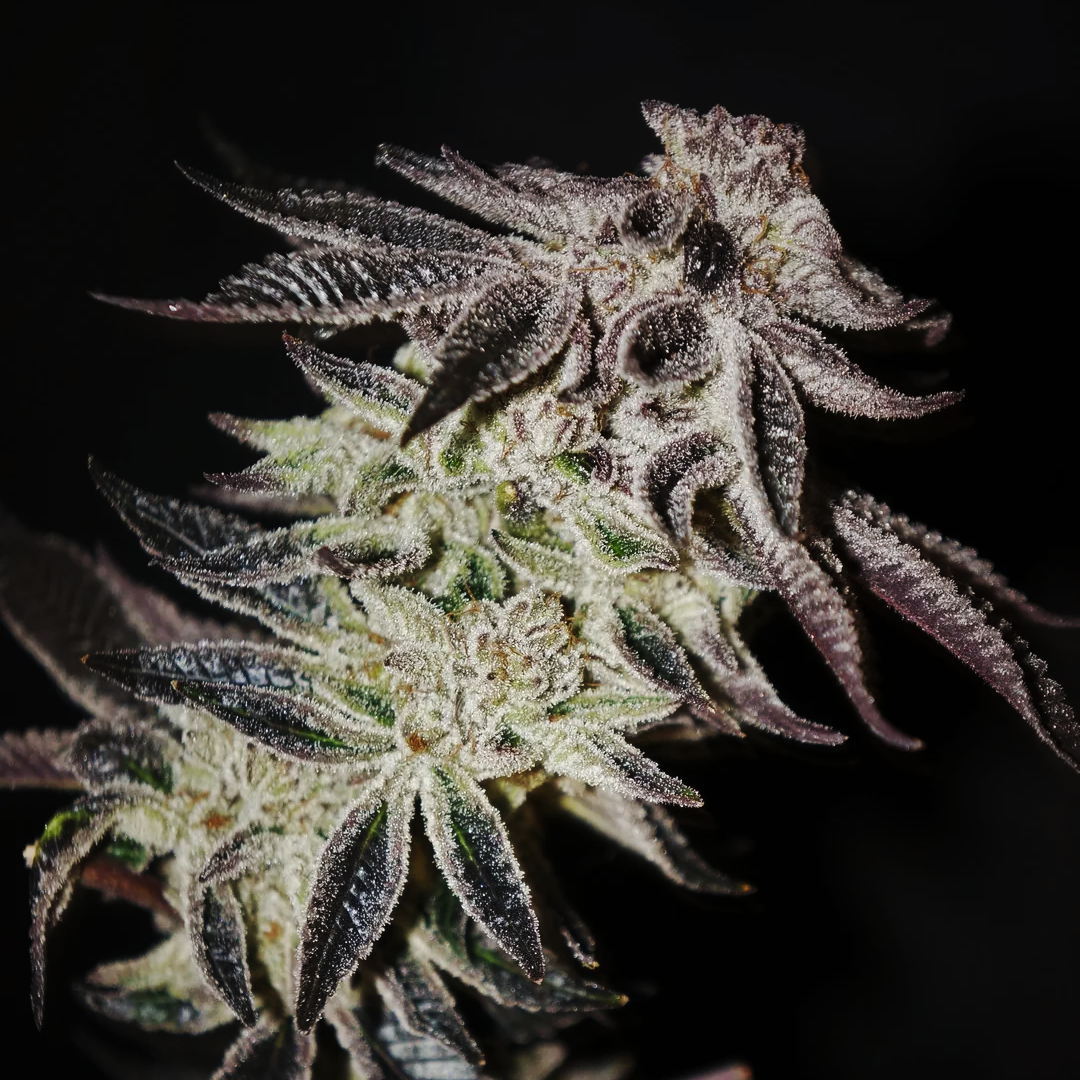 In House Genetics 