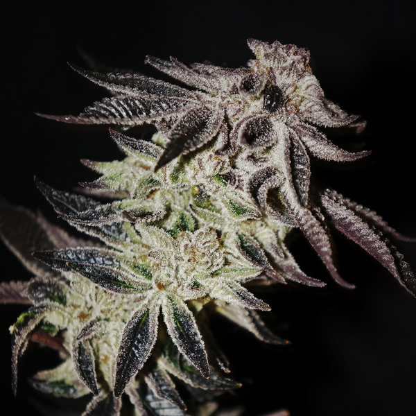 In House Genetics 