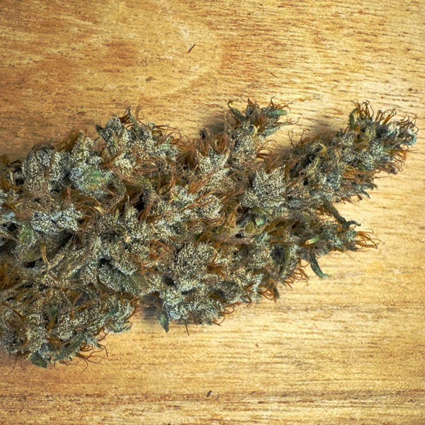 top quality seed