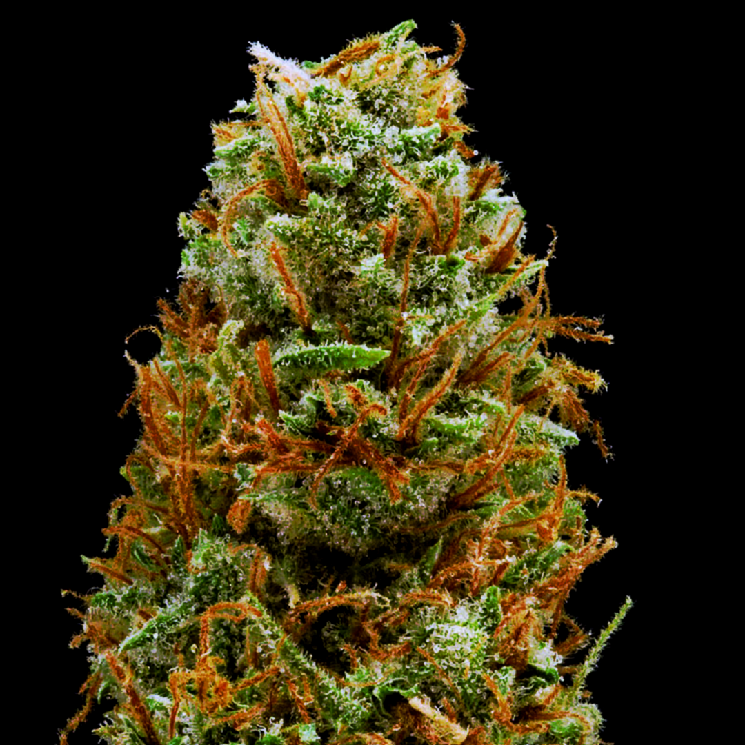 mango haze seeds