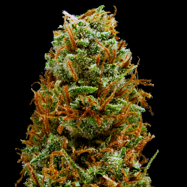 mango haze seeds