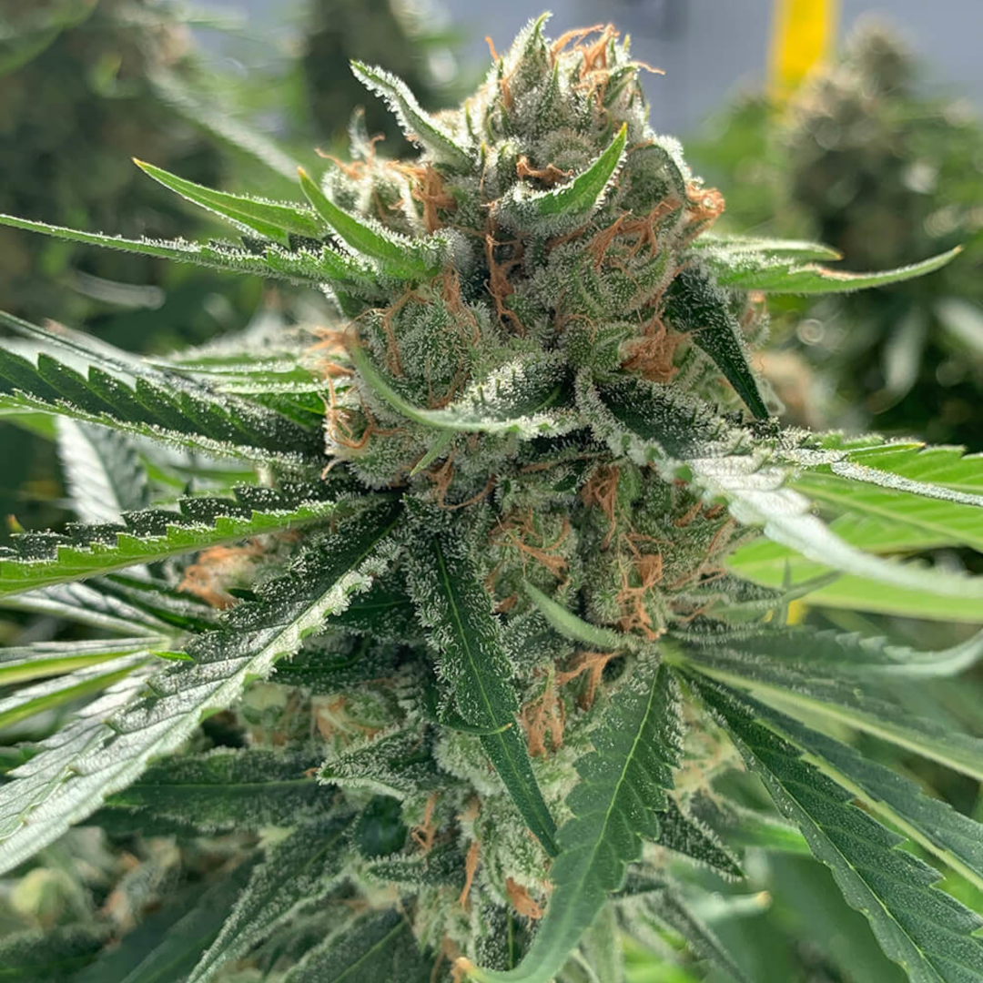 best haze seed