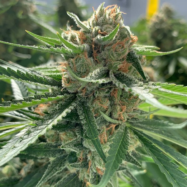 best haze seed