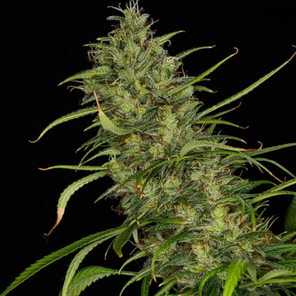 graine mango haze