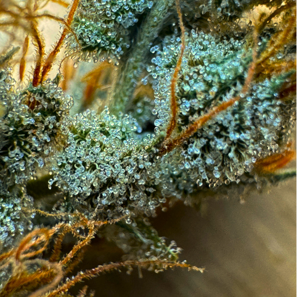 haze seed