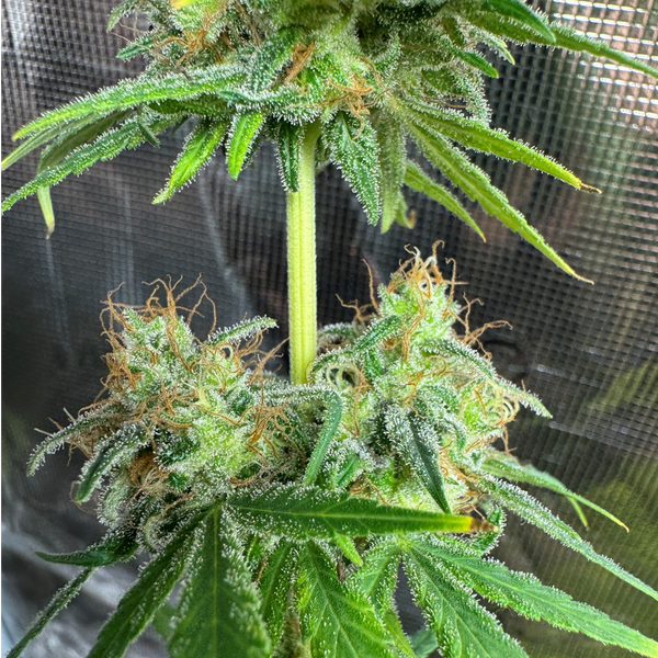 mango cannabis