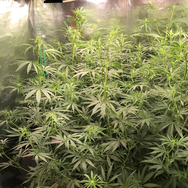 haze cannabis