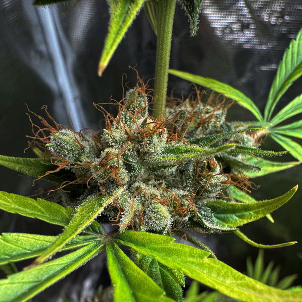 best seed cannabis