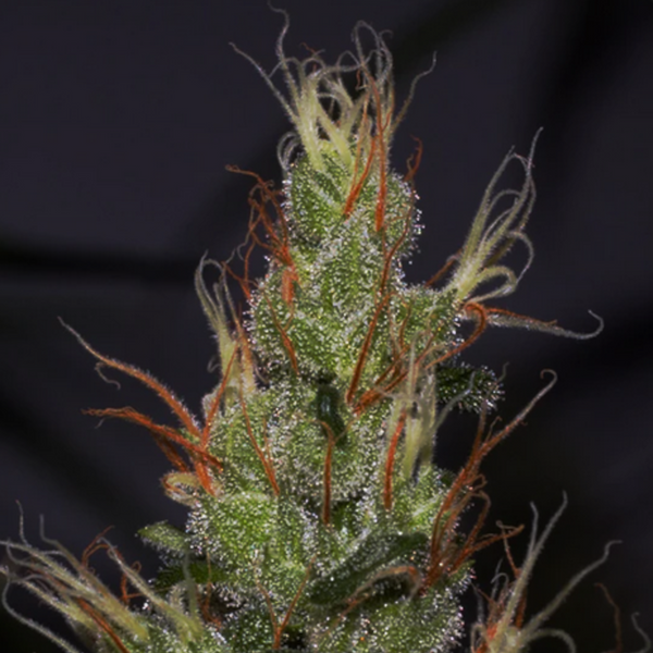 meilleur graine cannabis