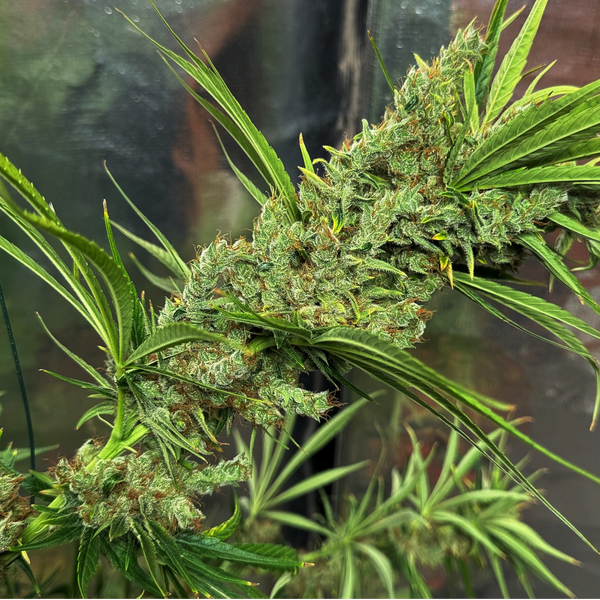 mango haze seeds