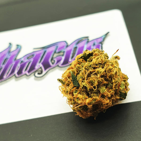 Abacus - Indoor 🥇 — Gold medal (1st)