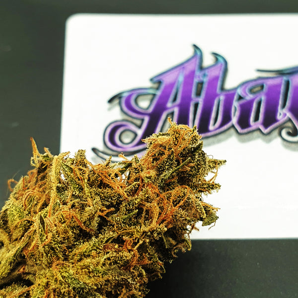 Abacus - Indoor 🥇 — Gold medal (1st)