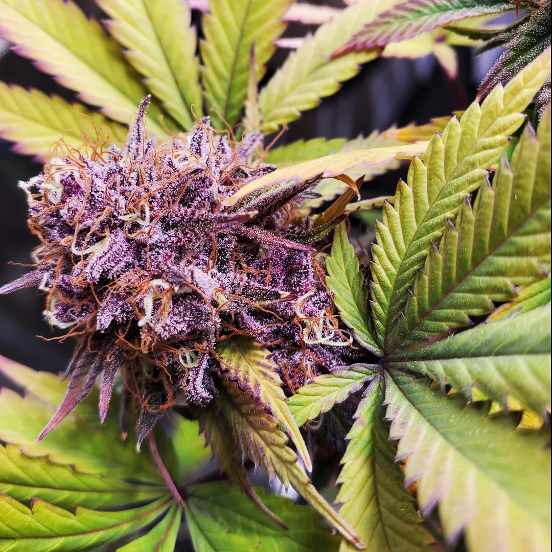 In House Genetics